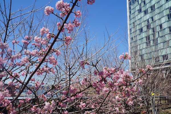 High Line Park New York City Spring Flowers