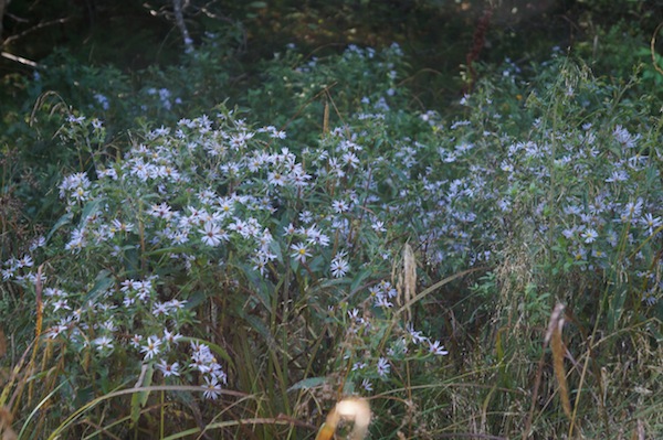 Wildflowers New Hampshire
